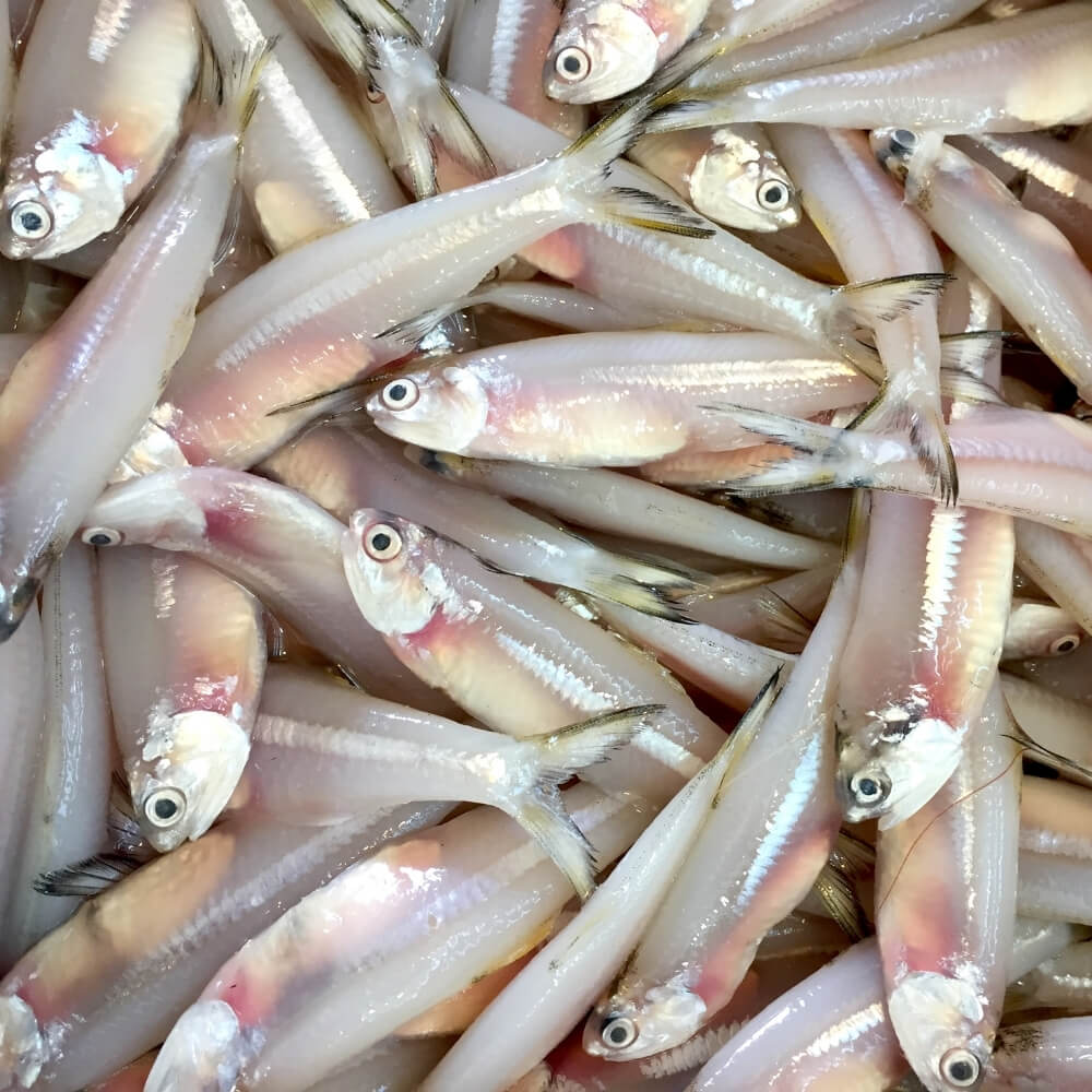 Fresh Anchovy ( നെത്തോലി ) 1 Lbs